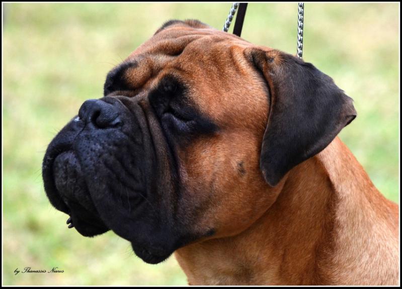 Cane Guardiano Gameboy | Bullmastiff 