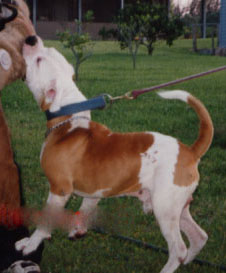 Konfederate Kennels Jackson aka Cisco Kid | Olde English Bulldogge 