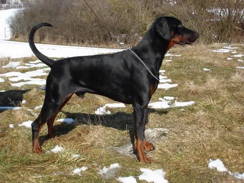 Zorro dei Monti Cimini | Black Doberman Pinscher