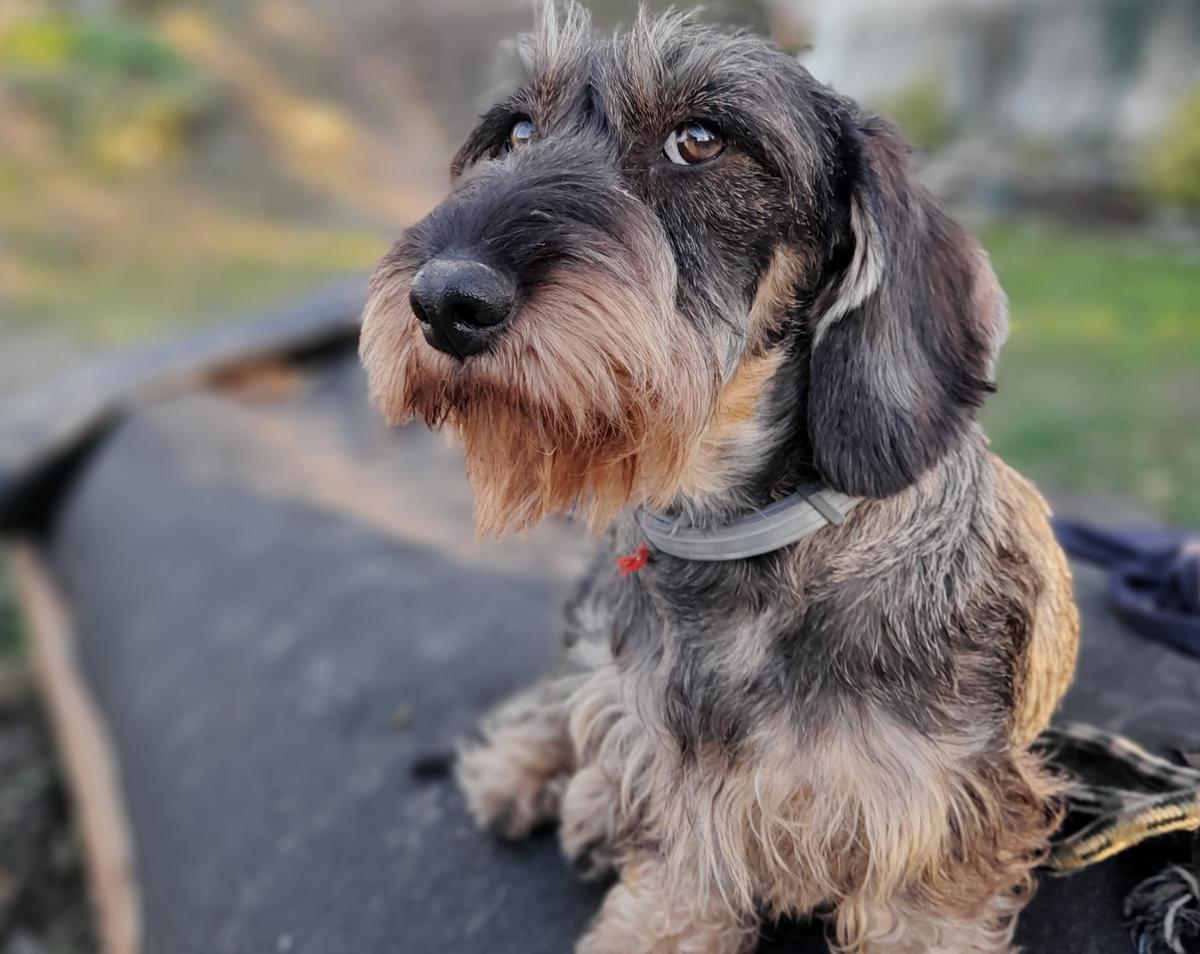 Rhapsody des plaines de valinor | Dachshund 