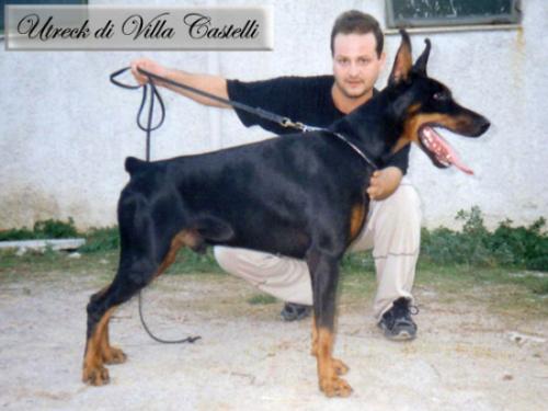 Utreck di Villa Castelli | Black Doberman Pinscher