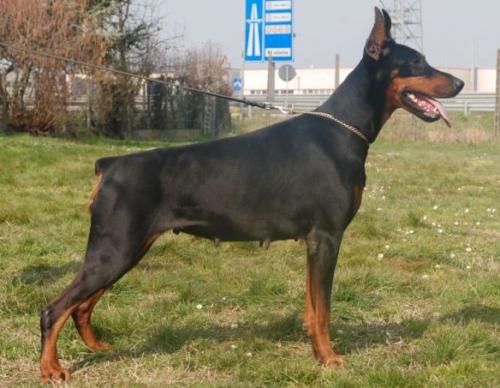 Unika del Rio Bianco | Black Doberman Pinscher