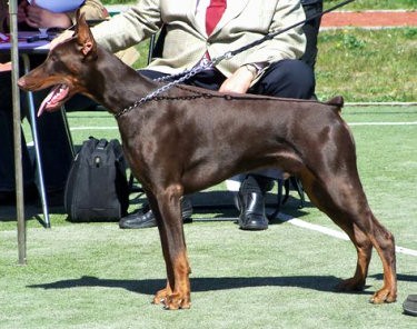 Dastin z Padoku | Brown Doberman Pinscher