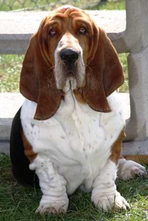 Aimsburry-Ole von den Waldelfen | Basset Hound 