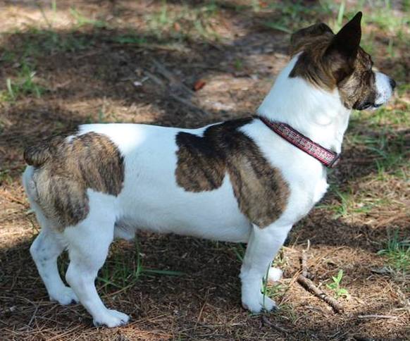 Aspen's Tee In Tee | Teddy Roosevelt Terrier 