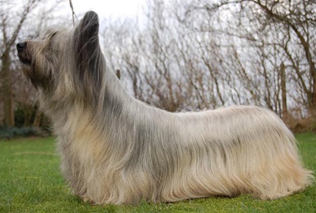 Skyewalker's Groovy Gwen | Skye Terrier 