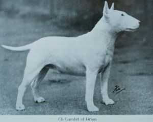 Gambit of Orion | Bull Terrier 