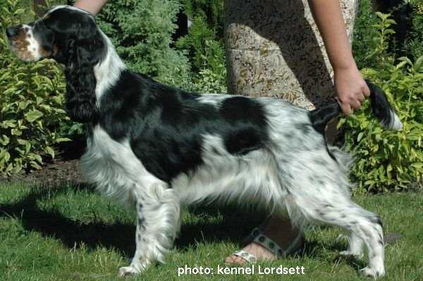 Saturday Night Three Ponds Valley | English Springer Spaniel 