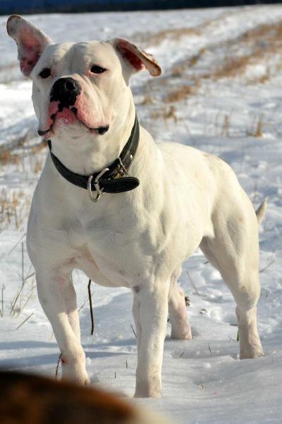 Masterbully's Raum Der Zeit | American Bulldog 