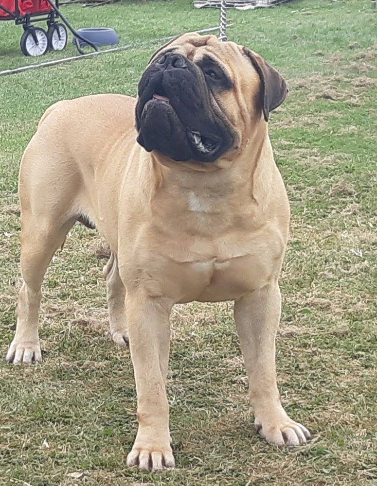 Fullhouse Bull's Maximus Blacface Angel | Bullmastiff 