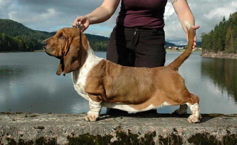 Luna Caprese Cherry Moon | Basset Hound 