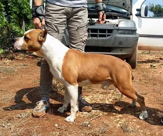 MATADORDISPAGNA | American Staffordshire Terrier 