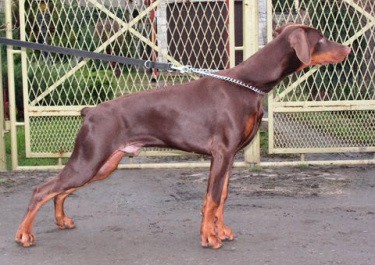 Delano z Padoku | Brown Doberman Pinscher