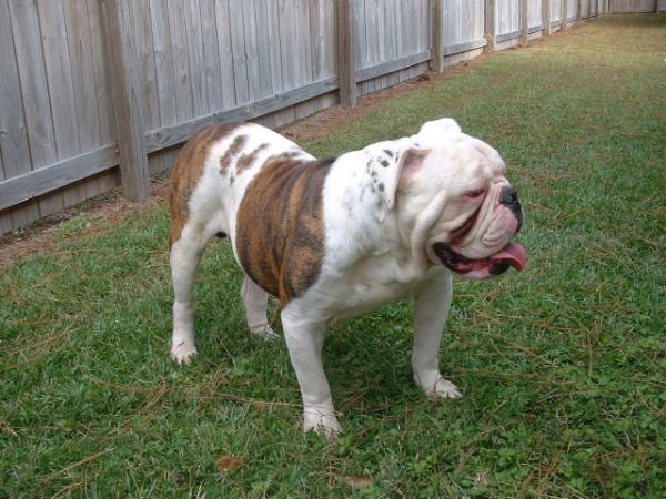 Redstick's Cornerback Blitz | Olde English Bulldogge 