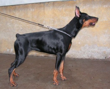 Donna-Bella z Padoku | Black Doberman Pinscher