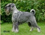 Leeloo Leepop v. Achterplatzchen | Standard Schnauzer 