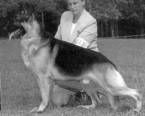 Gruenberg's Royal's Montana Sky | German Shepherd Dog 