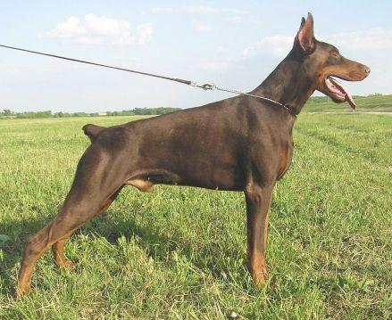 Hogar of Blackmagic Land | Brown Doberman Pinscher