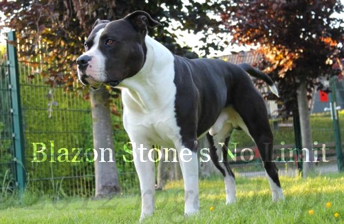 Blazon Stone's No Limit | American Staffordshire Terrier 