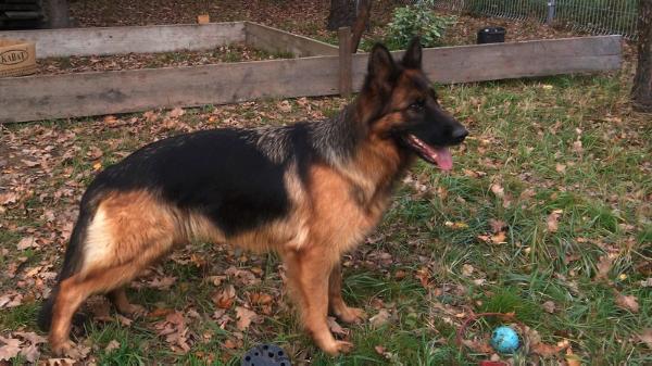 Xara Mavic Poland (2012)(Longhair) | German Shepherd Dog 