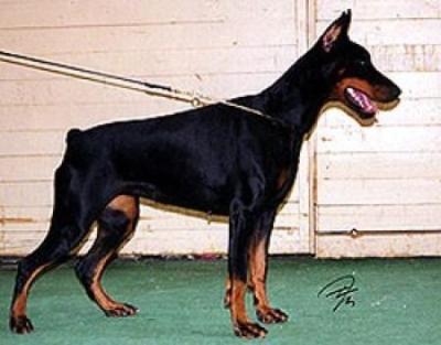 Teraline Afina | Black Doberman Pinscher