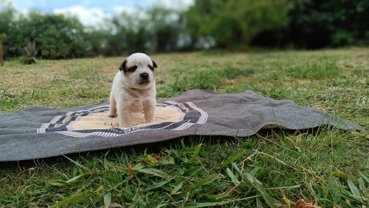 THE ROCK RANCHO HEELER'S SELIVON | Australian Cattle Dog 