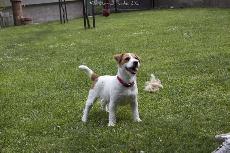 Soul Plains For Crazy Crys | Jack Russell Terrier 