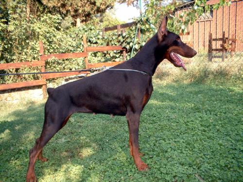 Delfi del Diamante Nero | Brown Doberman Pinscher