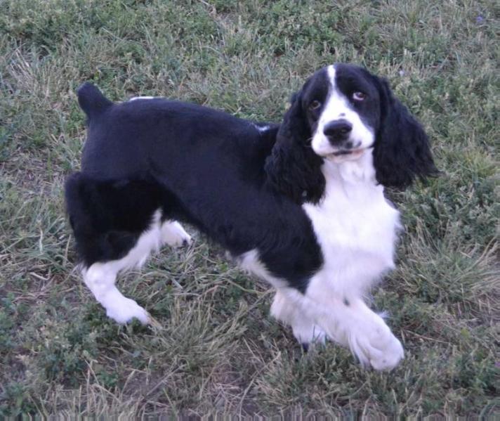 Yellowstone's Classy Dreaming Angel | English Springer Spaniel 