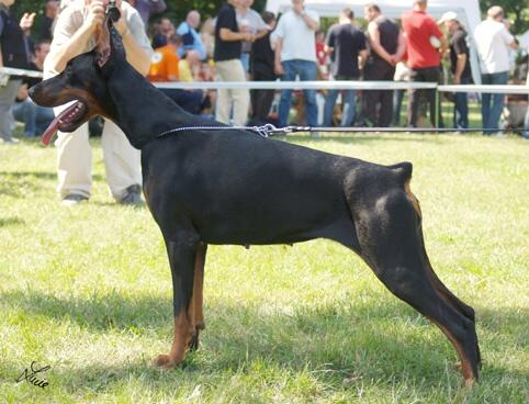 Gabriela del Diamante Nero | Black Doberman Pinscher