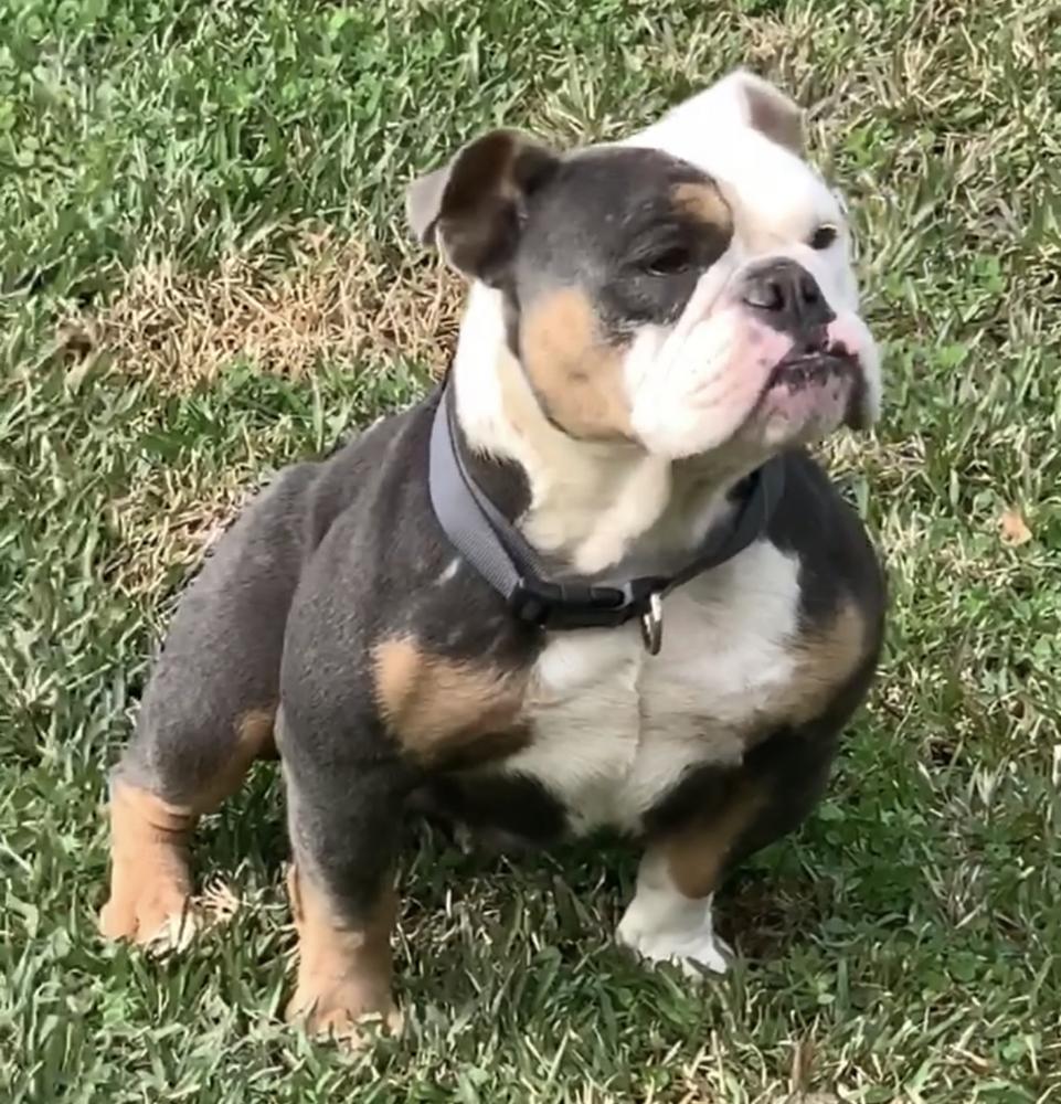 Poppa’s Bloo Queen | Olde English Bulldogge 