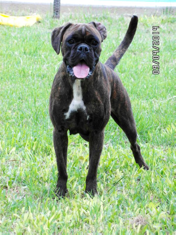 Diuca Mbareté | Boxer 