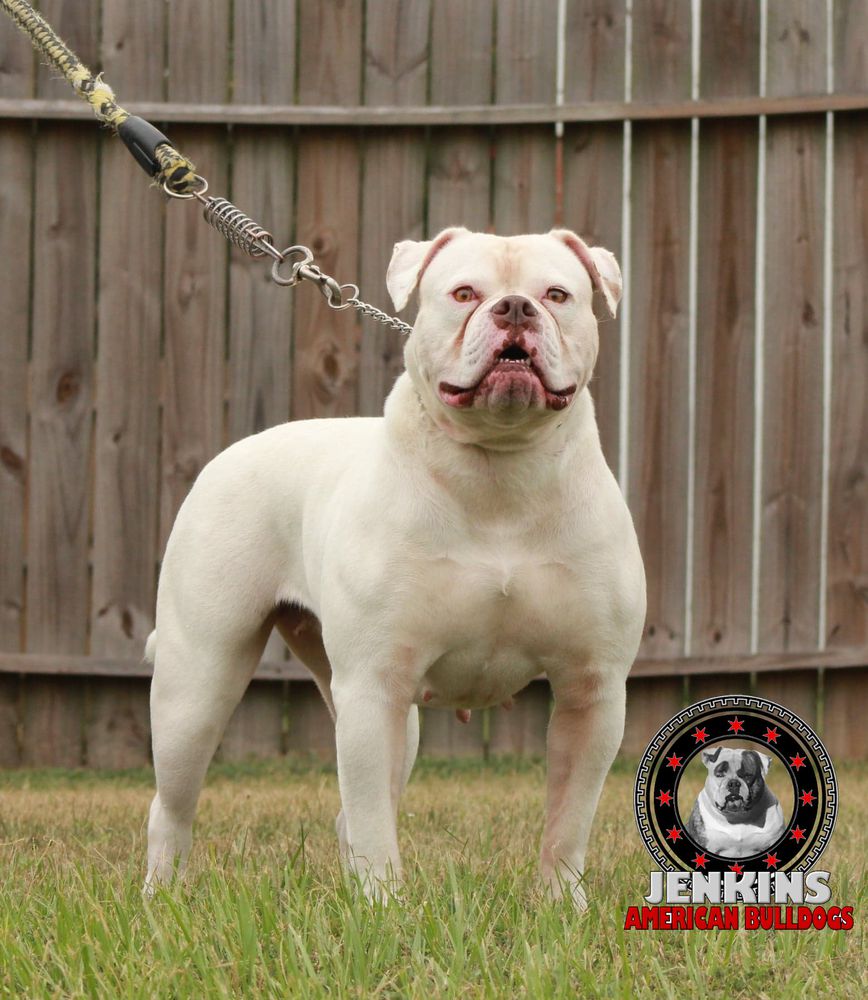 TeamBallin  China of Onate’s | American Bulldog 