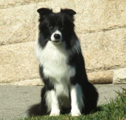 Vive la Vida of Cleverland | Border Collie 