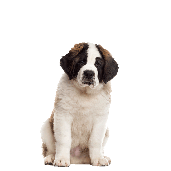 Saint Bernard