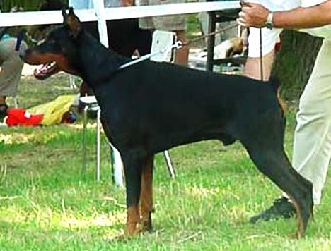 Cassius Clark z Tomky | Black Doberman Pinscher