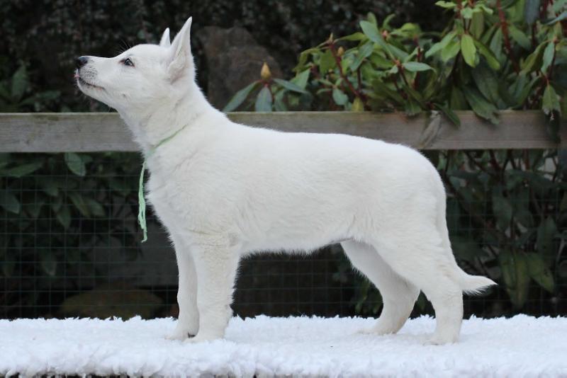 Ezini of Shadasa | White Swiss Shepherd Dog 