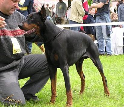 Emir z Tomky | Black Doberman Pinscher