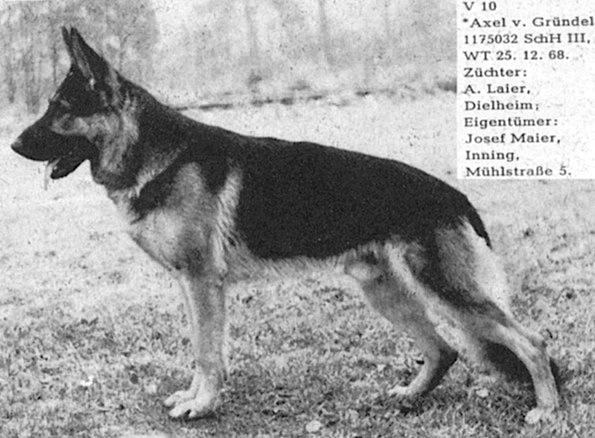 Axel vom Gründel | German Shepherd Dog 