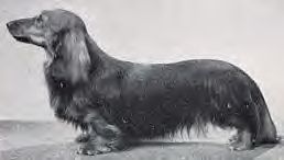 Sunara Gloire of Dijon | Dachshund 