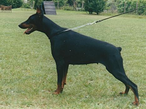 Alegra Aris z Tomky | Black Doberman Pinscher