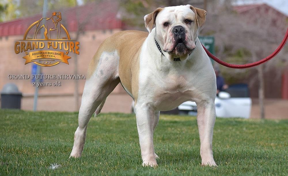 Grand Future Nirvana | American Bulldog 