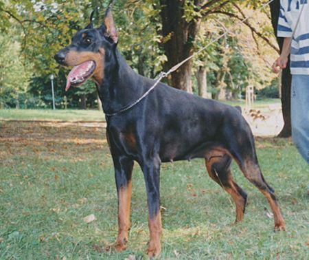 Rebeca z Tomky | Black Doberman Pinscher