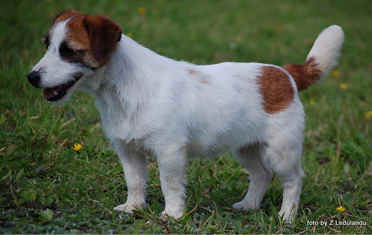 Clasic Beauty Z Herbu Sapaly | Jack Russell Terrier 