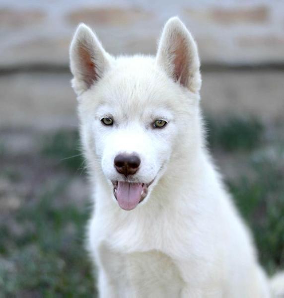 Amaroq the Spirit of the Wolf | Siberian Husky 