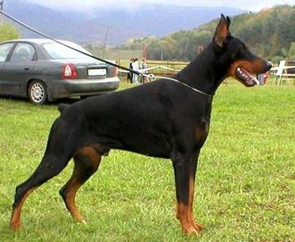 Baron Zidan z Tomky | Black Doberman Pinscher