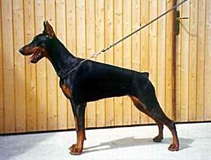 Quirina z Tomky | Black Doberman Pinscher