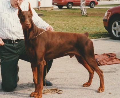 Wonder z Tomky | Brown Doberman Pinscher