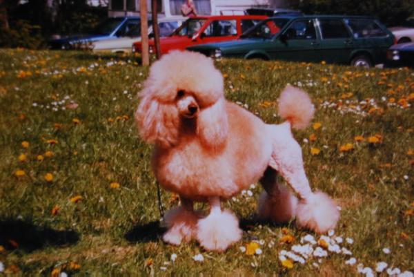 Mr Yellow-Fellow | Poodle 