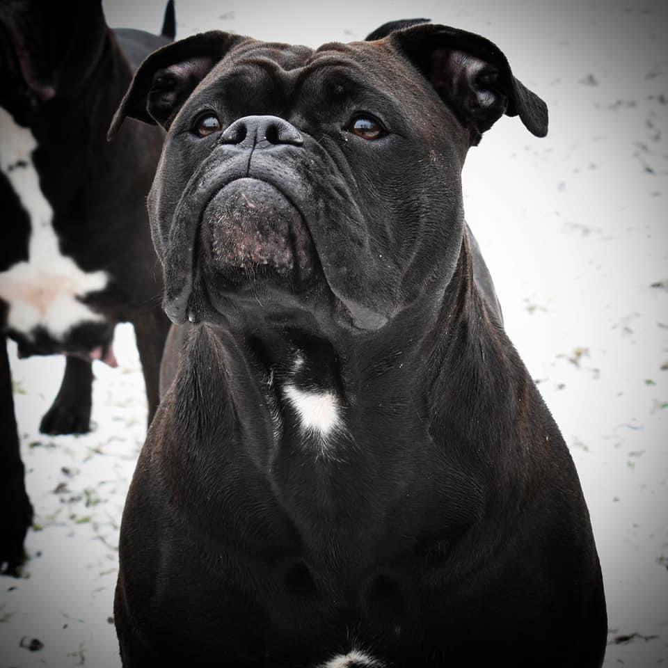 Stjernkvists Genesis | Olde English Bulldogge 